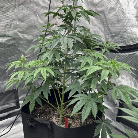 Double Cherry Pie R1- Fall Photos