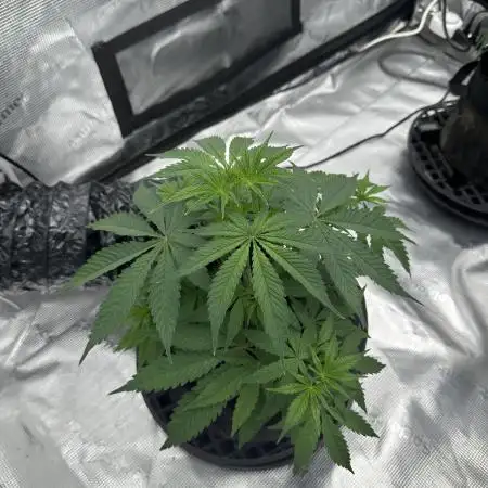 BananaCane- Fall Photos
