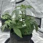 Double Cherry Pie R1- Fall Photos
