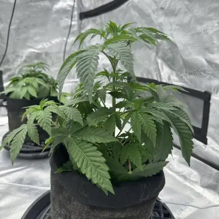 Double Cherry Pie R1- Fall Photos