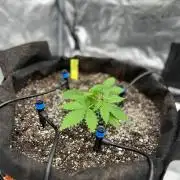 Fall 2026 Grow