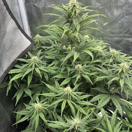Skywalker x Toof Decay Auto