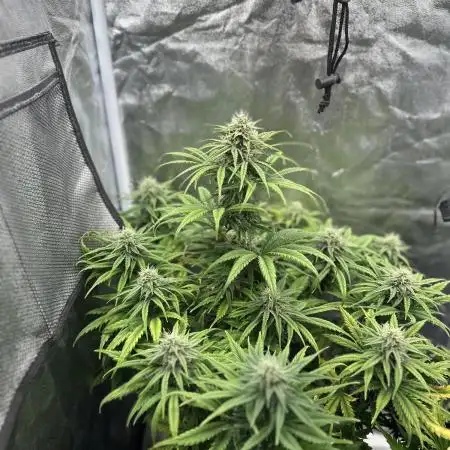 Skywalker x Toof Decay Auto