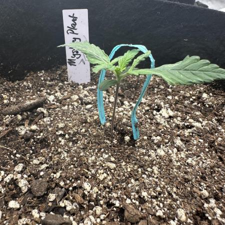 Mystery Seed- Fall Photos