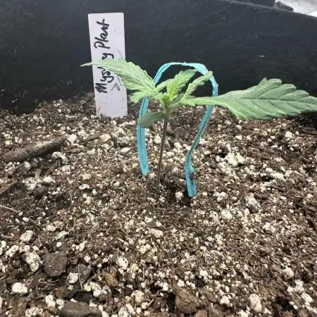 Mystery Seed- Fall Photos