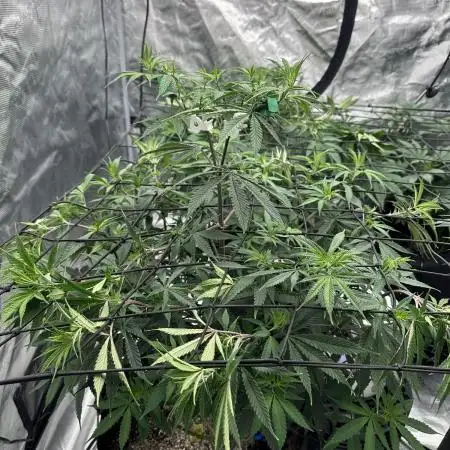 BananaCane- Fall Photos