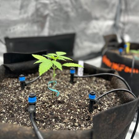 Fall 2026 Grow