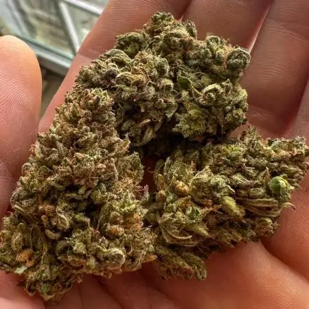 Mimosa x Orange Punch-Summer Autos 2025