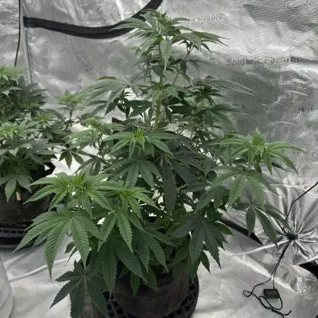 Double Cherry Pie R1- Fall Photos