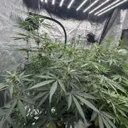 Spring 2026 Grow