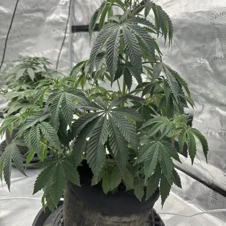 Double Cherry Pie R1- Fall Photos