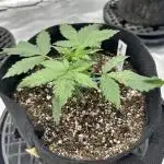 Mystery Seed- Fall Photos