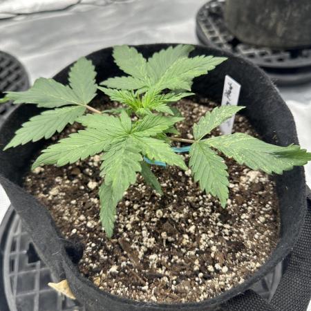 Mystery Seed- Fall Photos