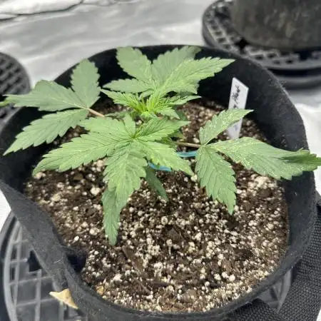Mystery Seed- Fall Photos