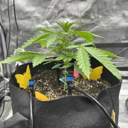 Spring 2026 Grow