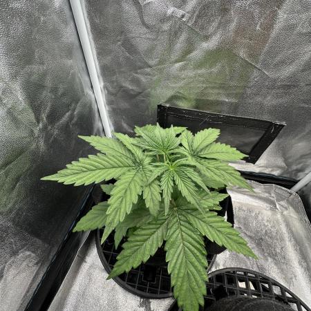 Skywalker x Toof Decay Auto