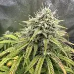 Skywalker x Toof Decay Auto