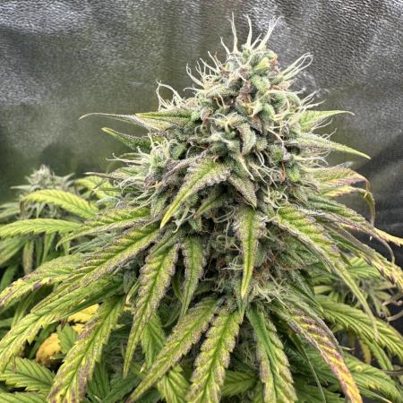 Skywalker x Toof Decay Auto