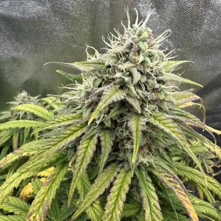 Skywalker x Toof Decay Auto