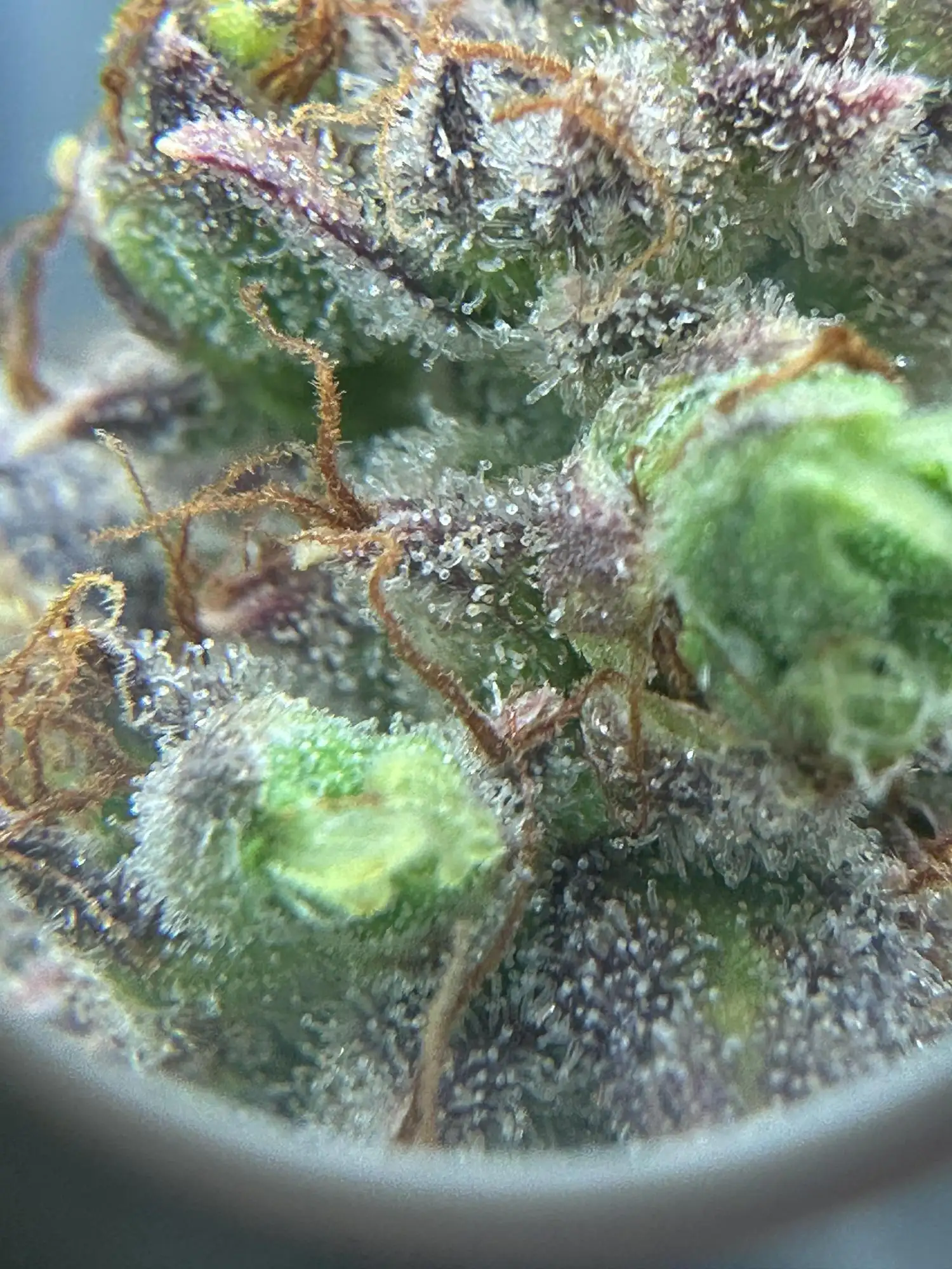 Mimosa x Orange Punch auto grow journal by InsideAz - Gr