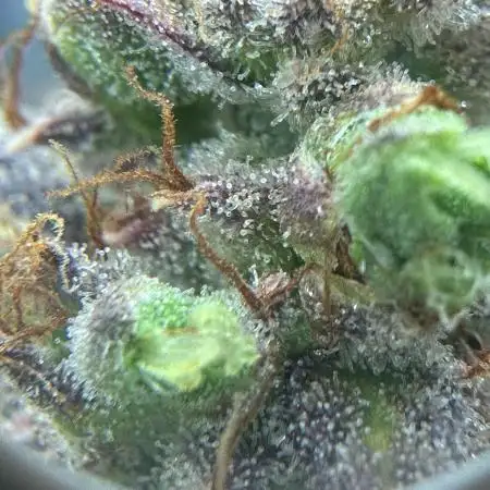 Mimosa x Orange Punch auto