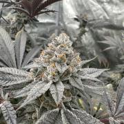 Double Cherry Pie R1- Fall Photos