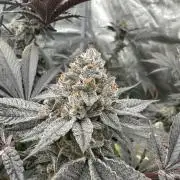 Double Cherry Pie R1- Fall Photos