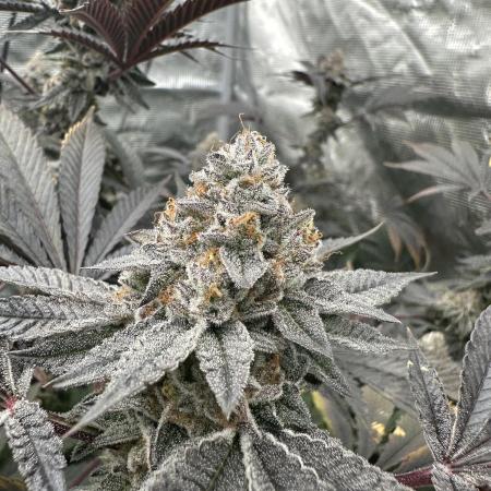 Double Cherry Pie R1- Fall Photos