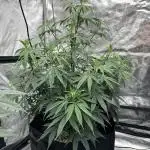 BananaCane- Fall Photos