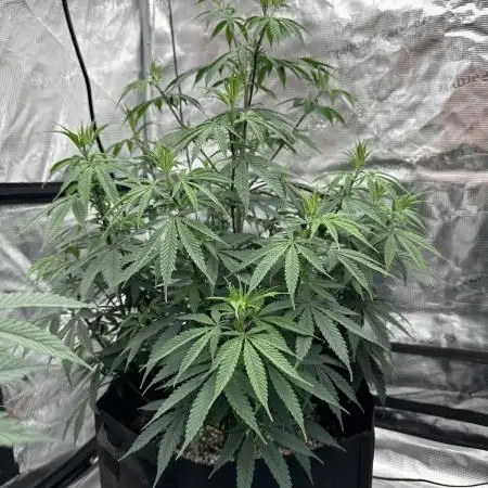 BananaCane- Fall Photos