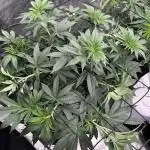 SinMint Cookies- Fall Photos