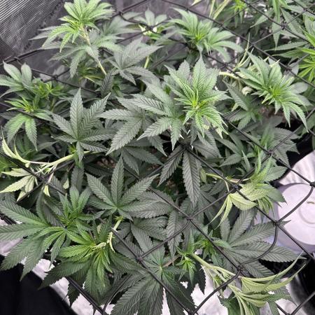 SinMint Cookies- Fall Photos