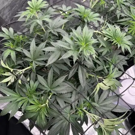SinMint Cookies- Fall Photos
