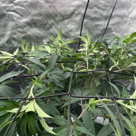 Double Cherry Pie R1- Fall Photos