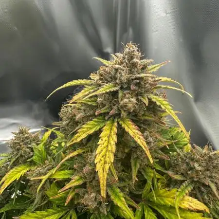 Mimosa x Orange Punch(#2)-Summer Autos 2025