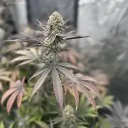 Spring 2026 Grow