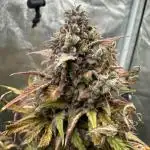 Skywalker x Toof Decay Auto