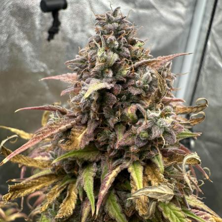 Skywalker x Toof Decay Auto