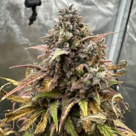 Skywalker x Toof Decay Auto