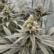 Spring 2026 Grow