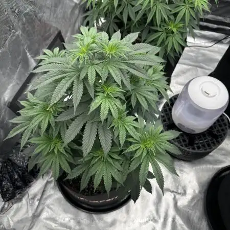 SinMint Cookies- Fall Photos