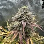 Skywalker x Toof Decay Auto