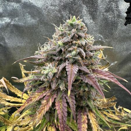 Skywalker x Toof Decay Auto