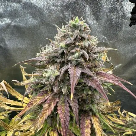 Skywalker x Toof Decay Auto