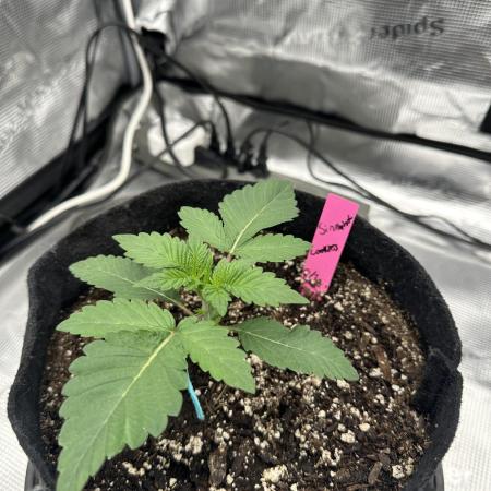SinMint Cookies- Fall Photos