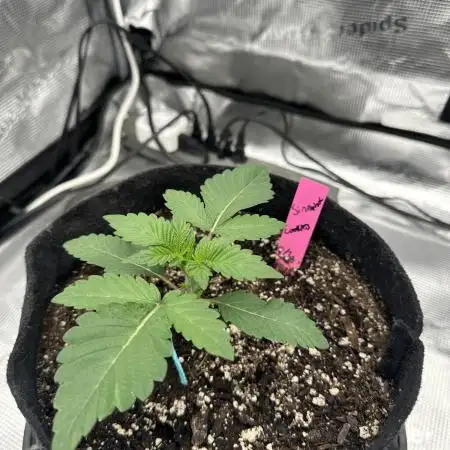 SinMint Cookies- Fall Photos