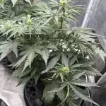 Mimosa x Orange Punch auto