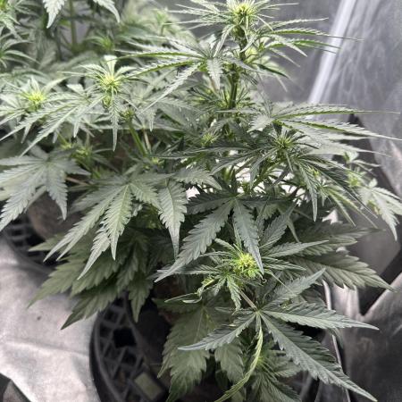 Mimosa x Orange Punch auto