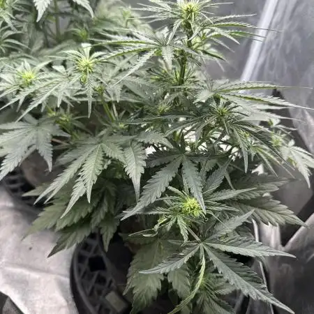 Mimosa x Orange Punch auto
