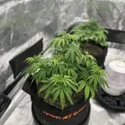 Fall 2026 Grow